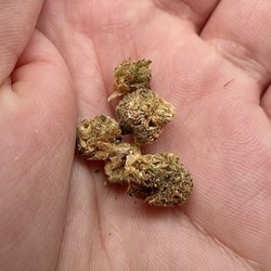 Brittle, bone dry as a desert "flower" that crumbles to smithereens.