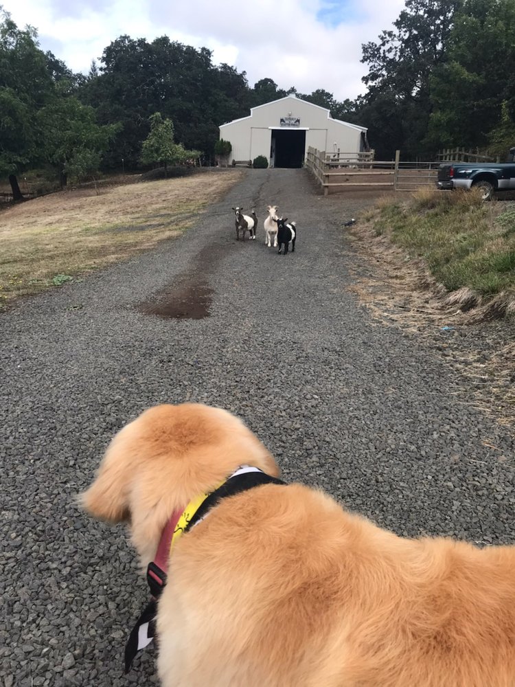 CARRIE’S COUNTRY DOG GROOMING 27 Photos & 15 Reviews 1735 Oak Grove