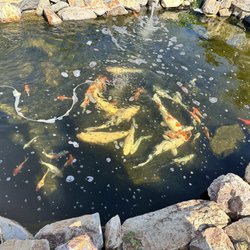 Koi Dynasty/Koral Reef - One of the koi ponds