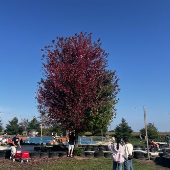 Richardson Farms - Christmas Trees Near Me - Spring Grove, Illinois