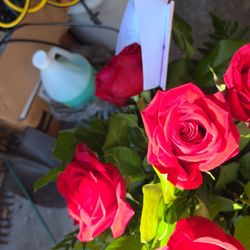 Hayes Florist - Sad Roses