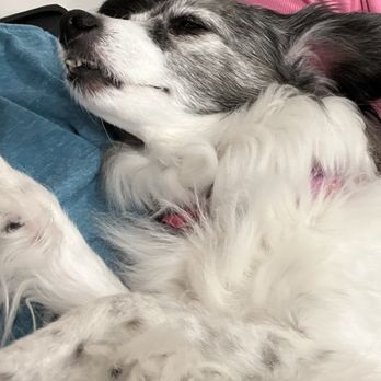 VEG ER for Pets - Our poor baby had eaten something toxic to dogs. They were quick and compassionate. - Emergency Pet Hospital Near Me - Charlotte, North Carolina VEG ER for Pets - Our poor baby had eaten something toxic to dogs. They were quick and compassionate. - Emergency Pet Hospital Near Me - Charlotte, North Carolina
