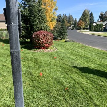 Ray Turf Farms - All the red flags was all the Poa I found a couple months after laying it. Look closely, they are everywhere. - Lawn Services Near Me - Mead, Washington Ray Turf Farms - All the red flags was all the Poa I found a couple months after laying it. Look closely, they are everywhere. - Lawn Services Near Me - Mead, Washington