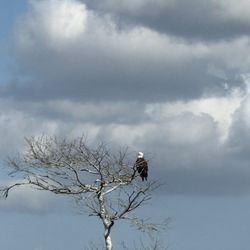 Backwoods Airboat Adventures - Bald Eagle