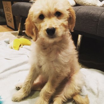Karma Dog Training - Bear. Female Goldendoodle. 10-weeks-old. Karma student - Dog Walkers Near Me - Hermosa Beach, California Karma Dog Training - Bear. Female Goldendoodle. 10-weeks-old. Karma student - Dog Walkers Near Me - Hermosa Beach, California
