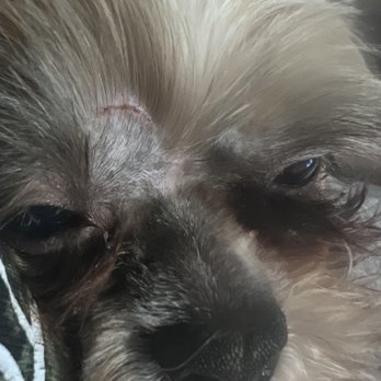 Dee's All Breed Grooming - Unacceptable - Pet Stores Near Me - Modesto, California