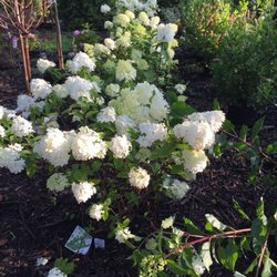 Celetti Nursery and Garden Center