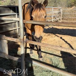 Ortega Equestrian Center