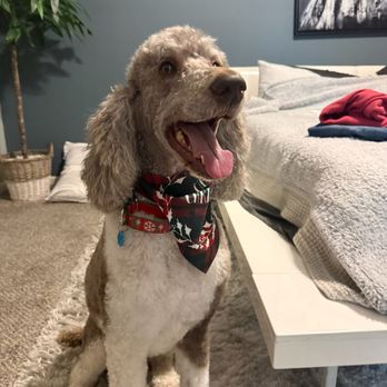 Daisys VIP Grooming - Pet Groomers Near Me - Gardner, Kansas