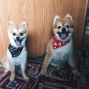 Gidgets Grooming - Pet Groomers Near Me - Denver, Colorado