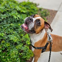 Pawsitivity Pets
