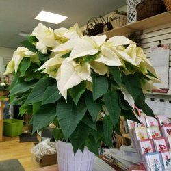 The Bristol Botanist - Our deluxe sized Poinsettia. We have them in red as well.