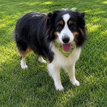 Woofie's - Ripley Tennessee - Pet Sitting Near Me Woofie's - Ripley Tennessee - Pet Sitting Near Me