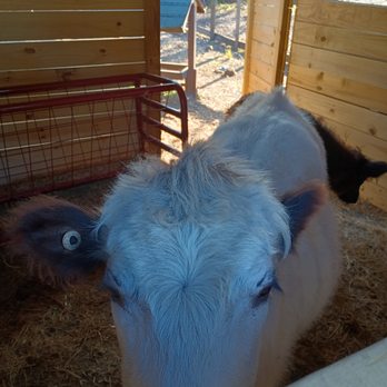 Bambi's Mini Petting Farm - Petting Zoos Near Me Bambi's Mini Petting Farm - Petting Zoos Near Me