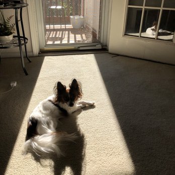 Dog-Gone Beautiful - before - Pet Groomers Near Me - Northville, Michigan