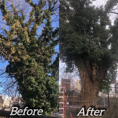 Tree Removal Services - At Get It Gone Bros & Co, we offer top-notch tree removal services to ensure the safety and beauty of your property. Our team of certified arborists and experienced technicians are equipped with the latest tools and techniques to handle any tree removal project, big or small. Whether it's a dead tree threatening your home, an overgrown tree blocking your view, or a tree that needs to be removed for new landscaping plans, we've got you covered. Tree Removal Services - At Get It Gone Bros & Co, we offer top-notch tree removal services to ensure the safety and beauty of your property. Our team of certified arborists and experienced technicians are equipped with the latest tools and techniques to handle any tree removal project, big or small. Whether it's a dead tree threatening your home, an overgrown tree blocking your view, or a tree that needs to be removed for new landscaping plans, we've got you covered.