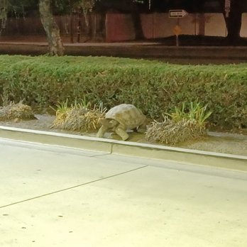 Chevron - a turtle crossing the street at night - Gas Stations Near Me - San Jose, California