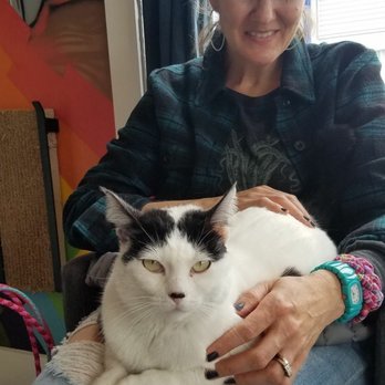 Cat Town - Super sweet cat at Cat Town jumped on my friend's lap. If we could have, we would have totally adopted her and her sister! - Animal Shelters Near Me - Oakland, California Cat Town - Super sweet cat at Cat Town jumped on my friend's lap. If we could have, we would have totally adopted her and her sister! - Animal Shelters Near Me - Oakland, California