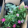 Plant Lady