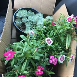 Plant Lady