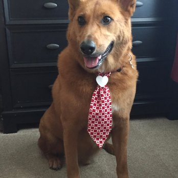 Pawsatively Elegant - Doesn't Bodie look handsome after his grooming today and in his Valentine tie from Pawsatively Elegant! - Pet Groomers Near Me - Yorba Linda , California