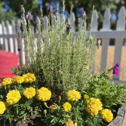Vineyard Montessori - Flowers are grown in the cutting garden to bring into the classroom.