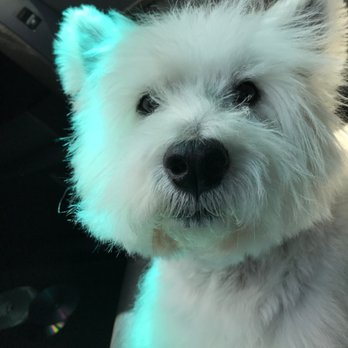 Salt River Veterinary Specialists - Veterinarians Near Me - Scottsdale, Arizona Salt River Veterinary Specialists - Veterinarians Near Me - Scottsdale, Arizona