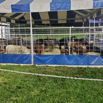 Alameda County Fair - Petting zoo - Festivals Near Me - Pleasanton, California