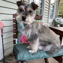 The Snazzy Schnauzers