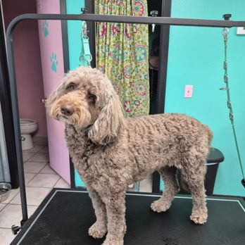 Couture Canine - Pet Groomers Near Me - Navarre, Florida