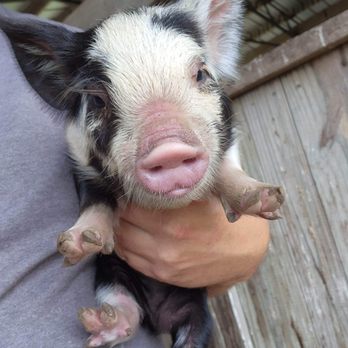 Chasing Happy Days Farm - Barbra Jean as a baby - Petting Zoos Near Me - Cohutta, Georgia