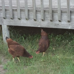 Heartland Montessori School - Our chickens
