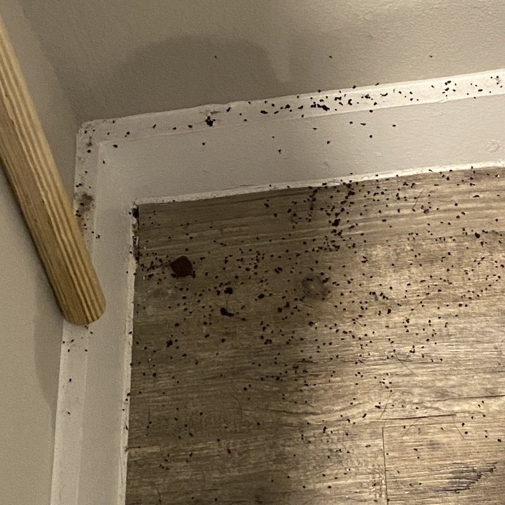 Wilder - SO MANY ANTS - Apartments Near Me - Austin, Texas Wilder - SO MANY ANTS - Apartments Near Me - Austin, Texas