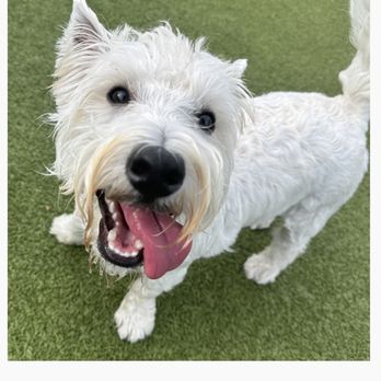 One Lucky Pup - Northlake - Pip DaPup - a tongue with a dawg attached - Pet Boarding Near Me - Charlotte, North Carolina One Lucky Pup - Northlake - Pip DaPup - a tongue with a dawg attached - Pet Boarding Near Me - Charlotte, North Carolina