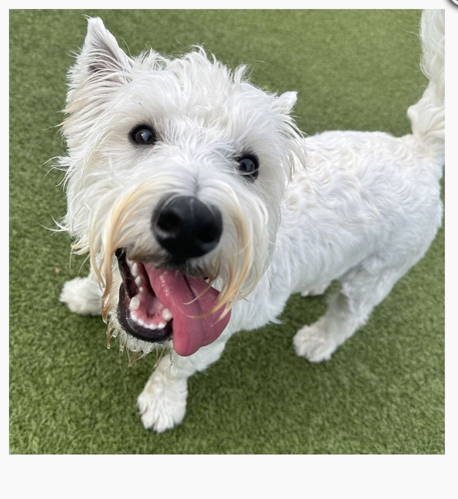 One Lucky Pup - Northlake - pet boarding facility in Charlotte, NC