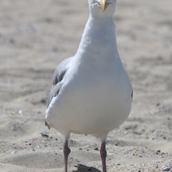Nordseeinsel Vlieland