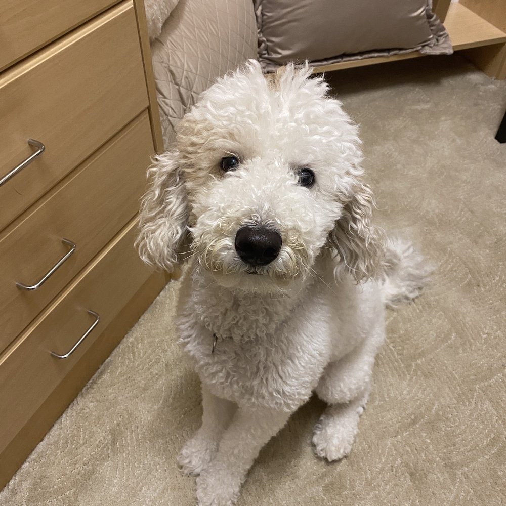 TNT Grooming - This is Tallulah you can almost see her ear starting to fall off in this picture. - Pet Groomers Near Me - Boca Raton, Florida TNT Grooming - This is Tallulah you can almost see her ear starting to fall off in this picture. - Pet Groomers Near Me - Boca Raton, Florida