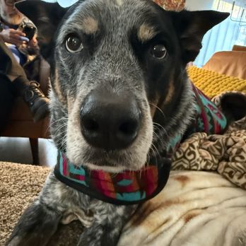 A&A Pet Supply - Pet Stores Near Me - Frisco, Colorado