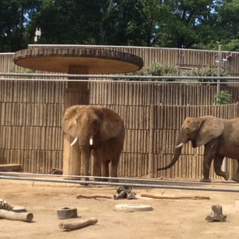 Memphis Zoo - July 10, 2016 15.35.00; Elephants - African Veldt Exhibit at Memphis Zoo, Memphis TN - Zoos Near Me - Memphis, Tennessee Memphis Zoo - July 10, 2016 15.35.00; Elephants - African Veldt Exhibit at Memphis Zoo, Memphis TN - Zoos Near Me - Memphis, Tennessee