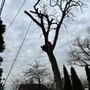 Dans Tree Care