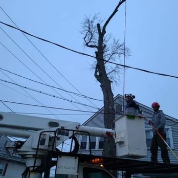 Johnson's Tree Service - Tree Services Near Me - Columbus, Ohio Johnson's Tree Service - Tree Services Near Me - Columbus, Ohio