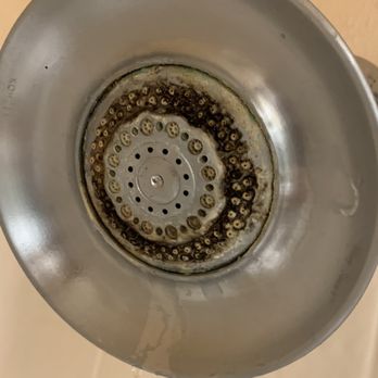 Legacy Inn - Mold and slime on shower head. - Hotels Near Me - Artesia, New Mexico Legacy Inn - Mold and slime on shower head. - Hotels Near Me - Artesia, New Mexico