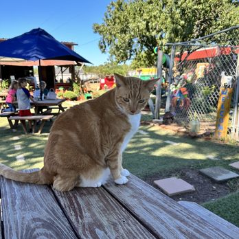 Three Chicks Feed, Seed & Cafe - Yard cat - Cafes Near Me - Texarkana, Arkansas Three Chicks Feed, Seed & Cafe - Yard cat - Cafes Near Me - Texarkana, Arkansas