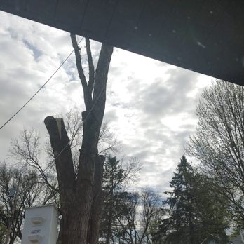 WITT 360 Tree Service - Tree Services Near Me