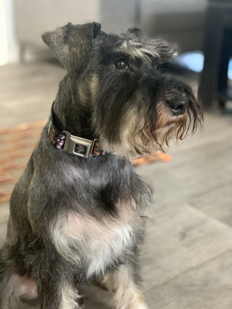 TIP TO TAIL PET GROOMING Updated September 2024 11 Photos & 34