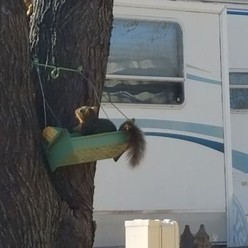 Mingo RV Park - Friendly critters - RV Parks Near Me - Tulsa, Oklahoma