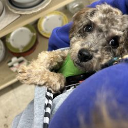 Wayside Christian Mission Bargain Center - My dog thrifting