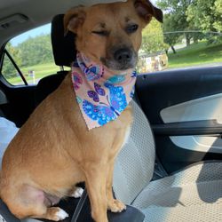 K-9 Grooming & Pet Motel - My pup