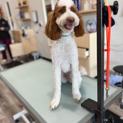 Well Groomed Pets - Chandler