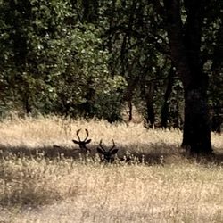Six Sigma Winery - Deer